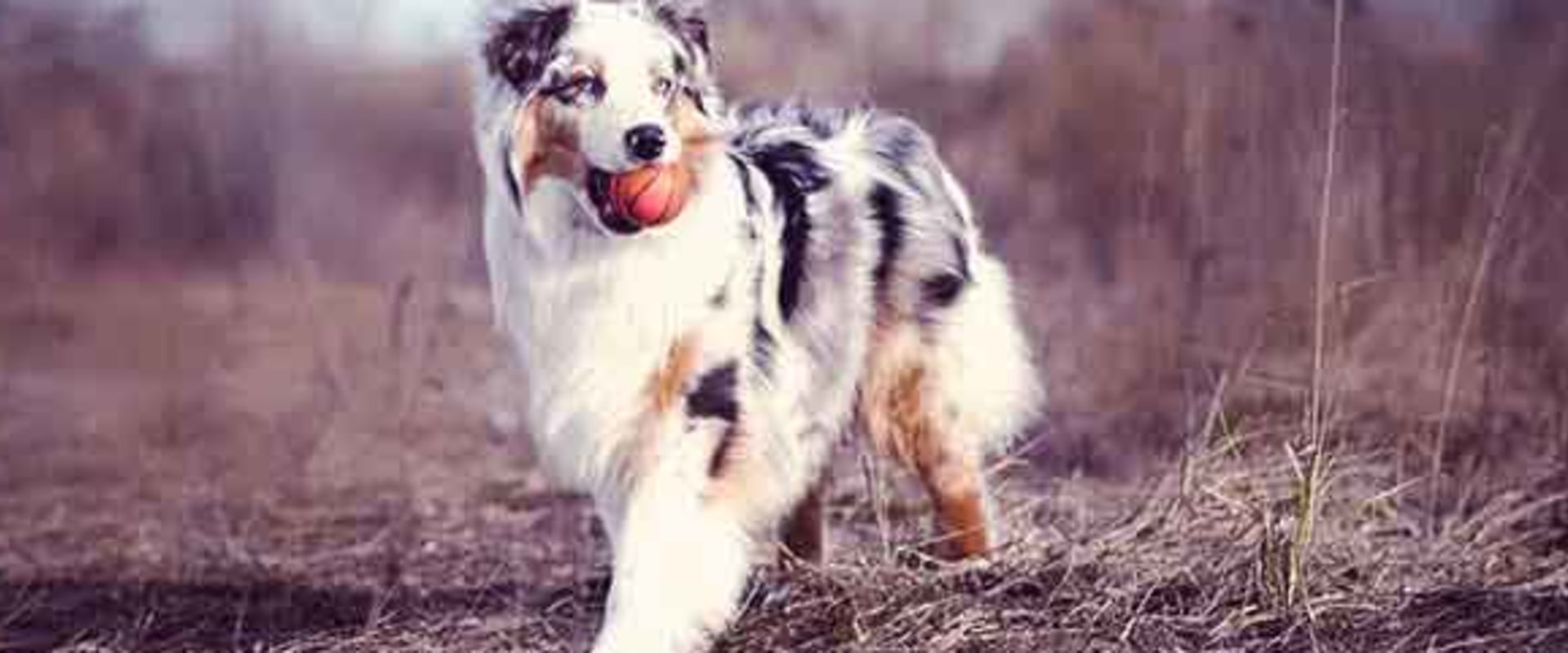 Training Your Australian Shepherd: Tips and Techniques for Success