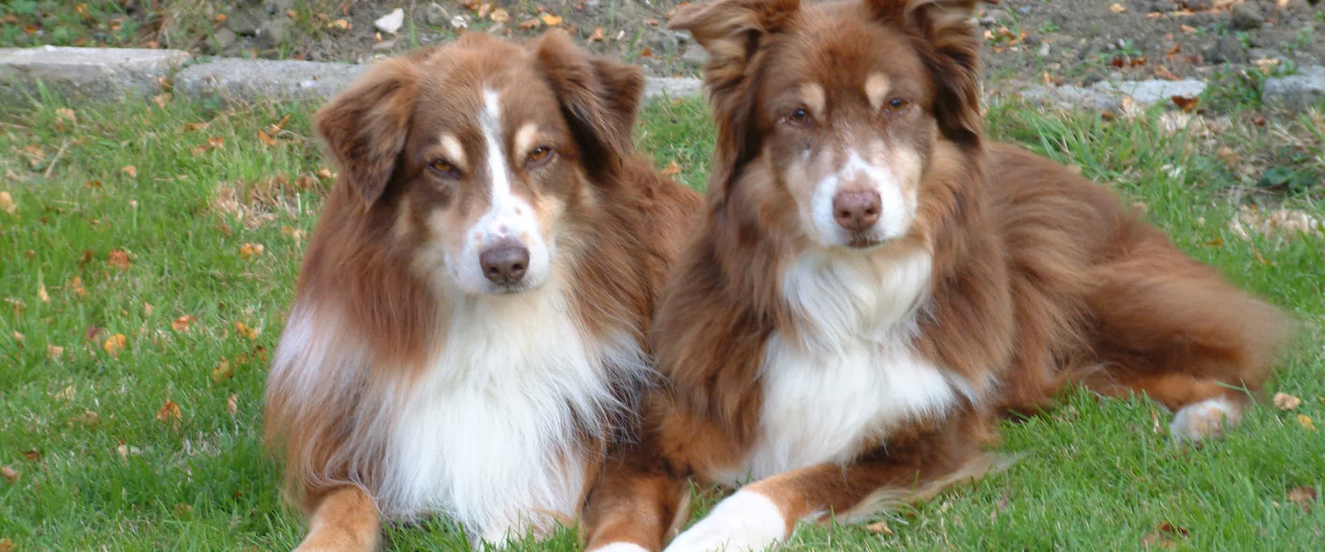 Caring for an Australian Dog's Coat: A Guide for Pet Owners