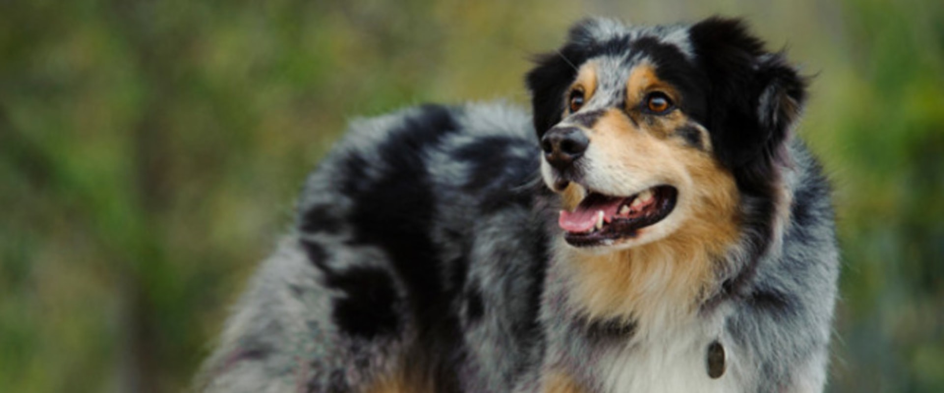 When Will My Australian Shepherd Calm Down?