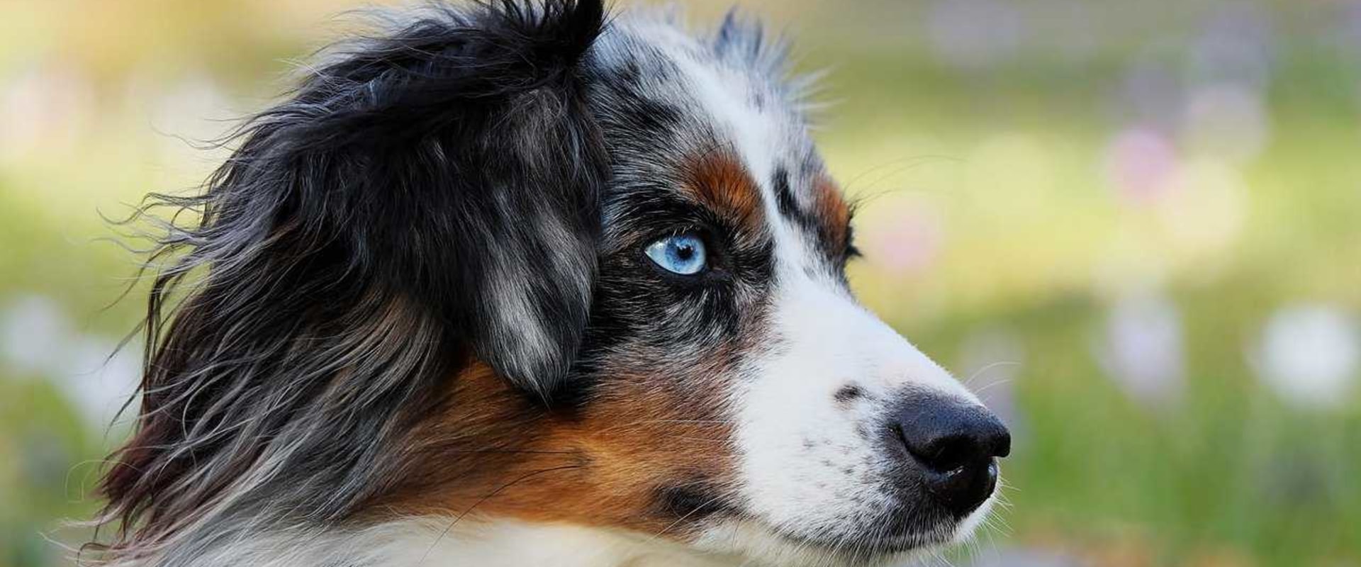 What Dog Sports are Best Suited for Australian Breeds?