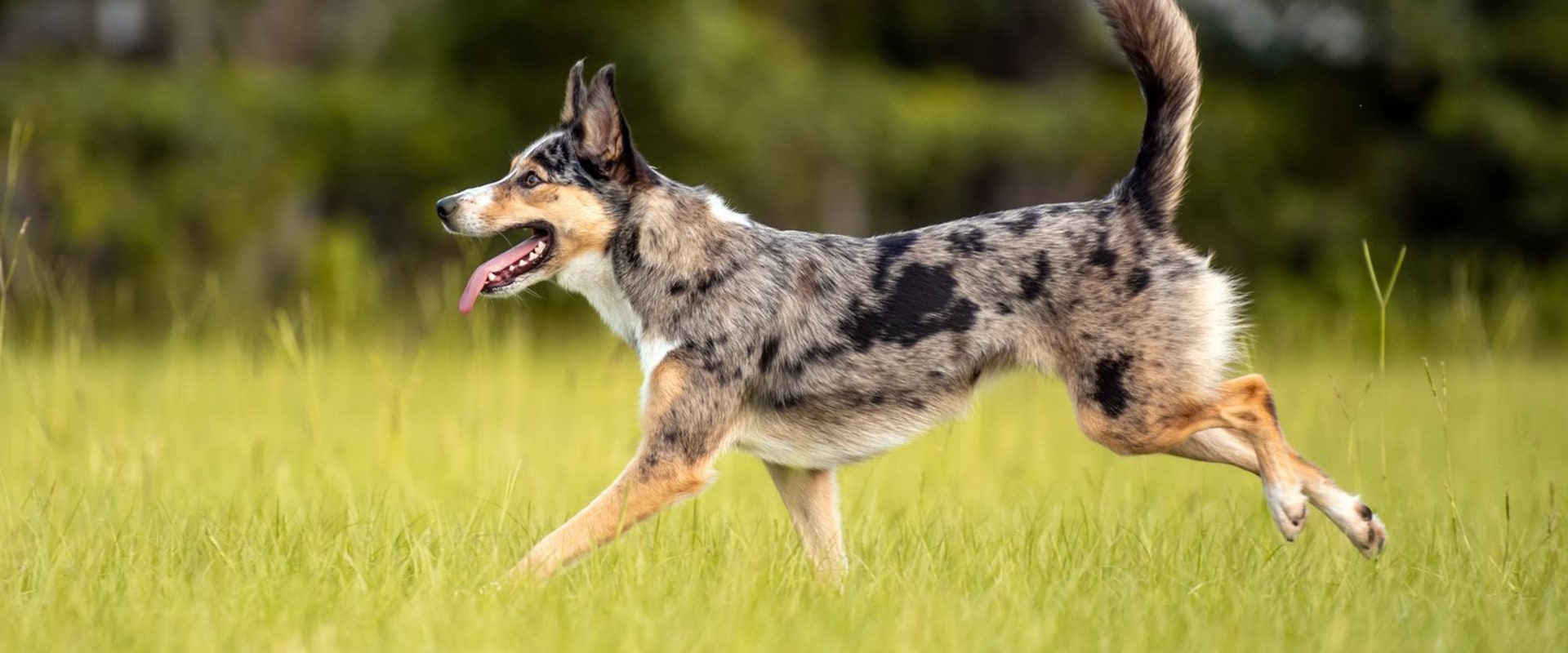 What Are the Best Breeds of Australian Dogs for Different Activities and Lifestyles?