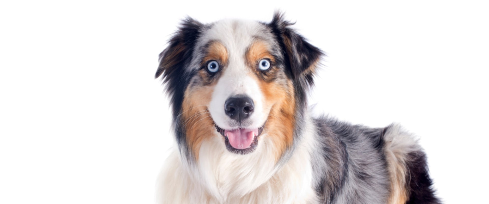 What Can Owners Expect from a Properly Trained and Socialized Adult Australian Dog?
