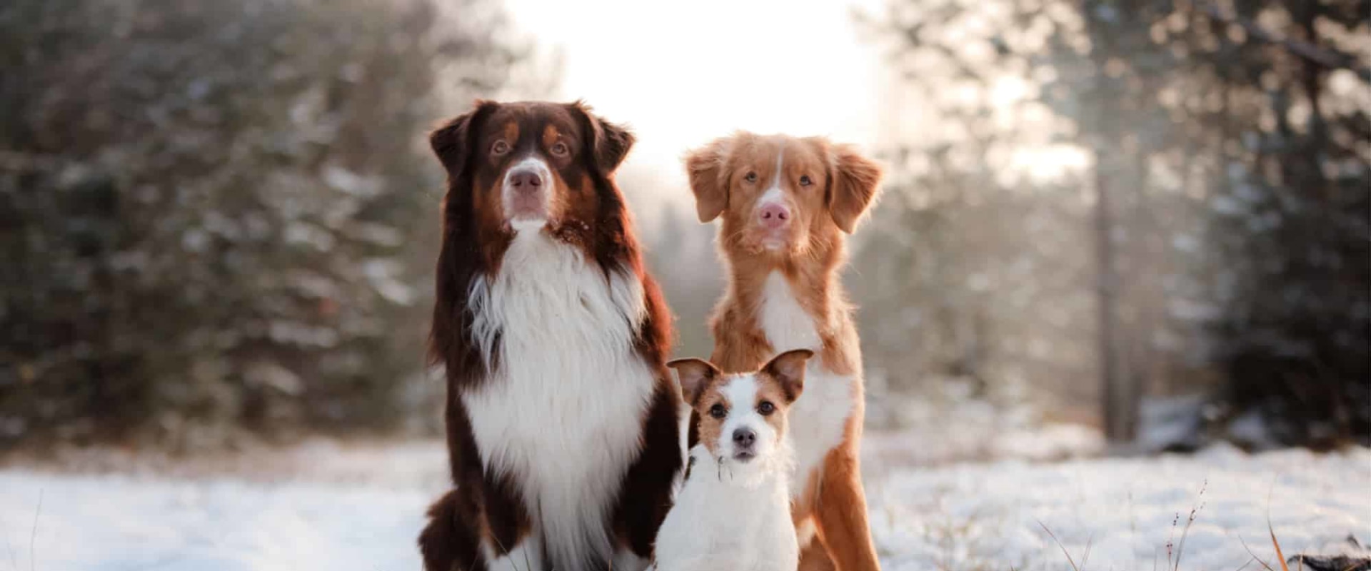 How Much Does an Adorable Australian Retriever Cost?