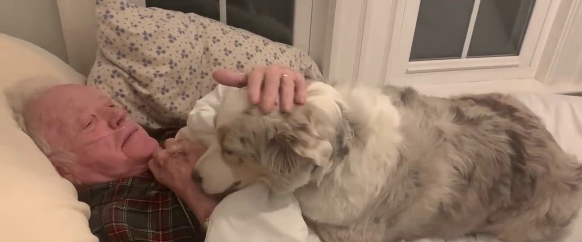 Do Australian Shepherds Love to Cuddle?