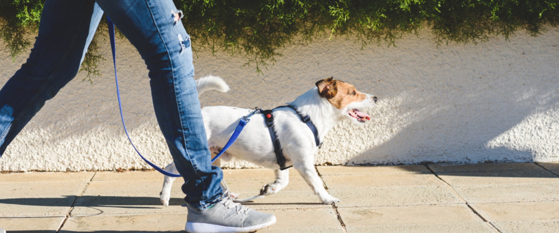 The Importance Of Exercise And Mental Stimulation For Australian Dogs