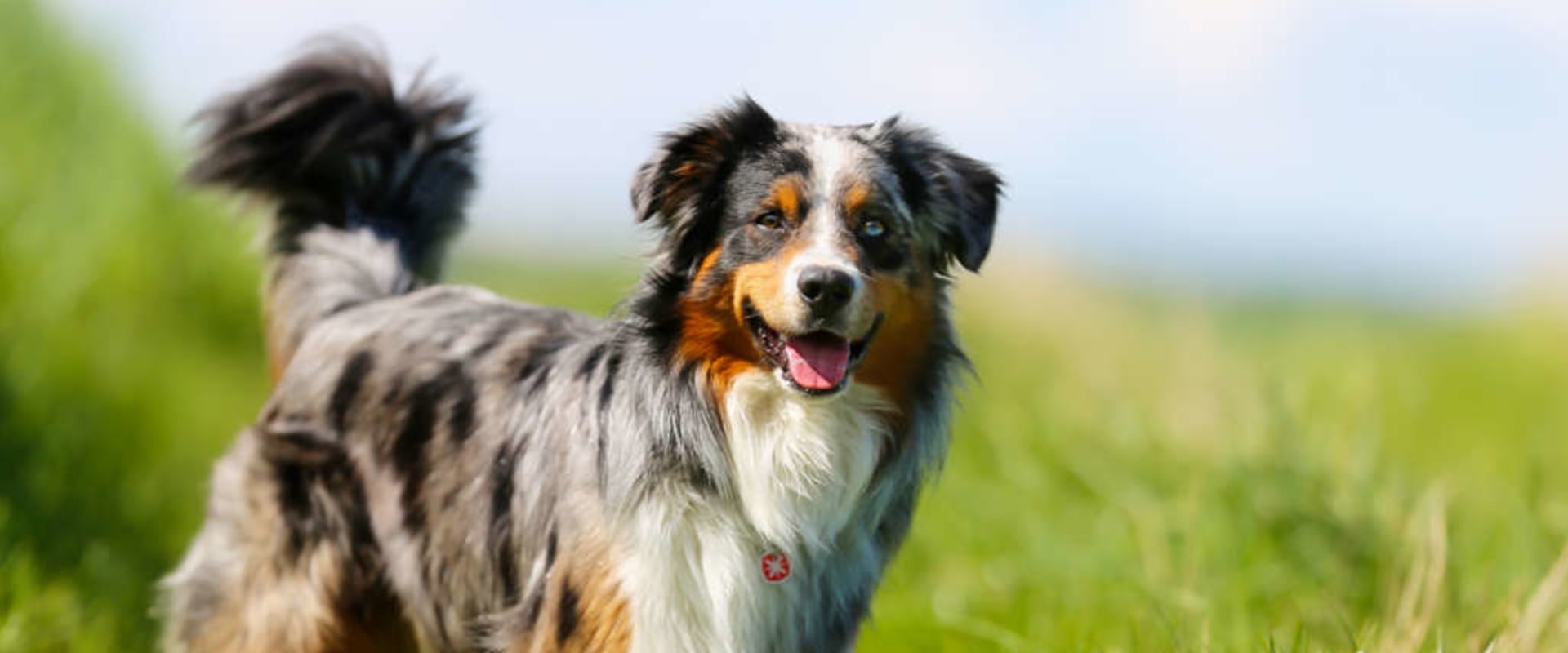 Do Australian Shepherds Bark Excessively?
