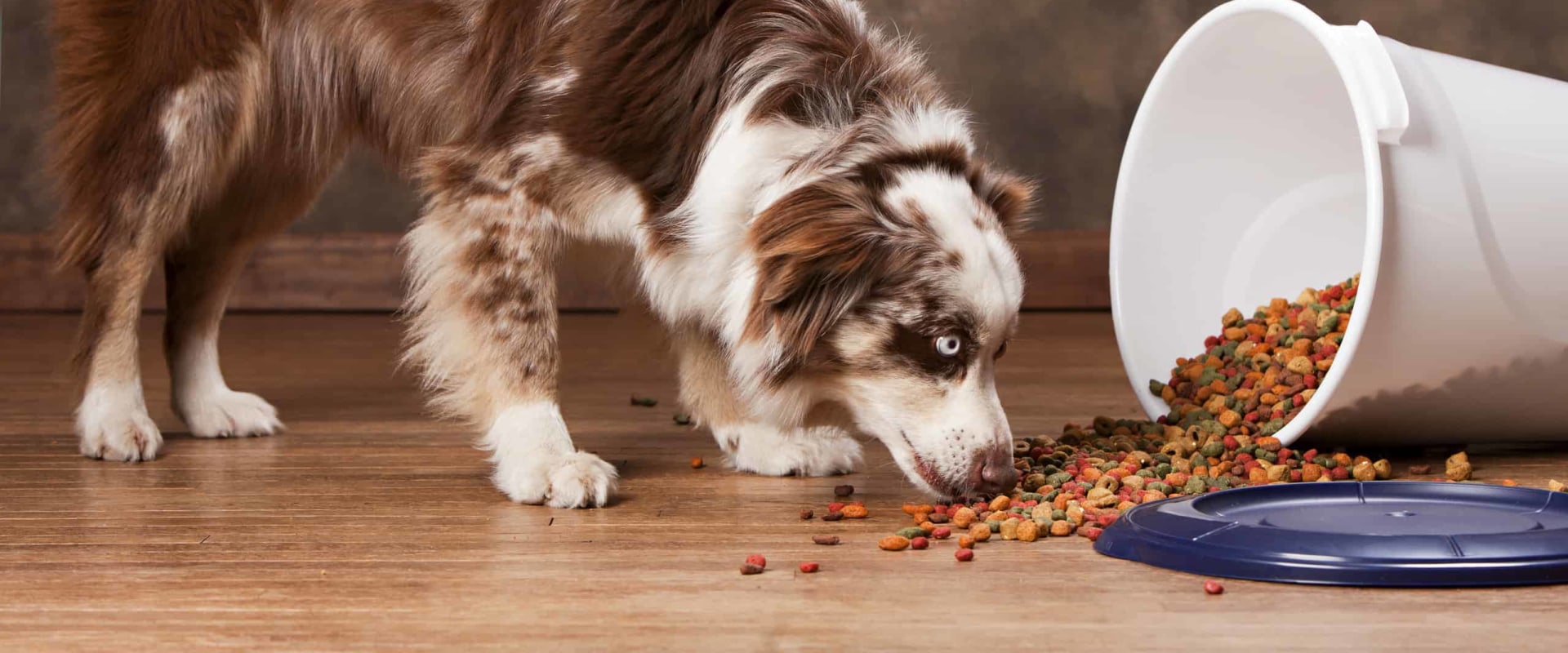 What Should Australian Shepherds Eat? - A Comprehensive Guide