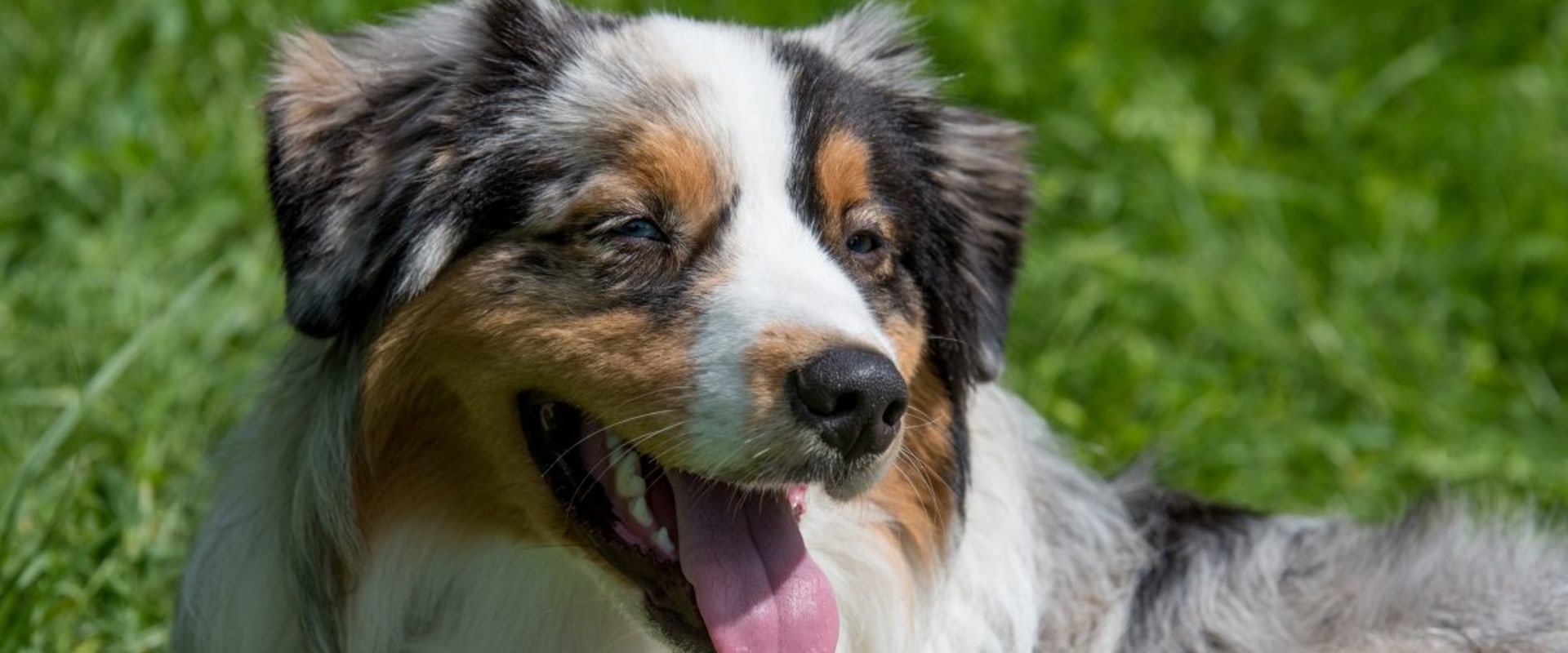 Common Health Problems in Australian Shepherds