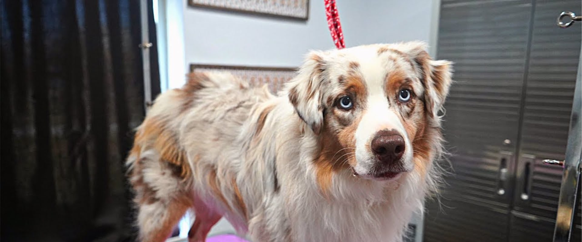 Grooming Your Australian Shepherd: A Comprehensive Guide