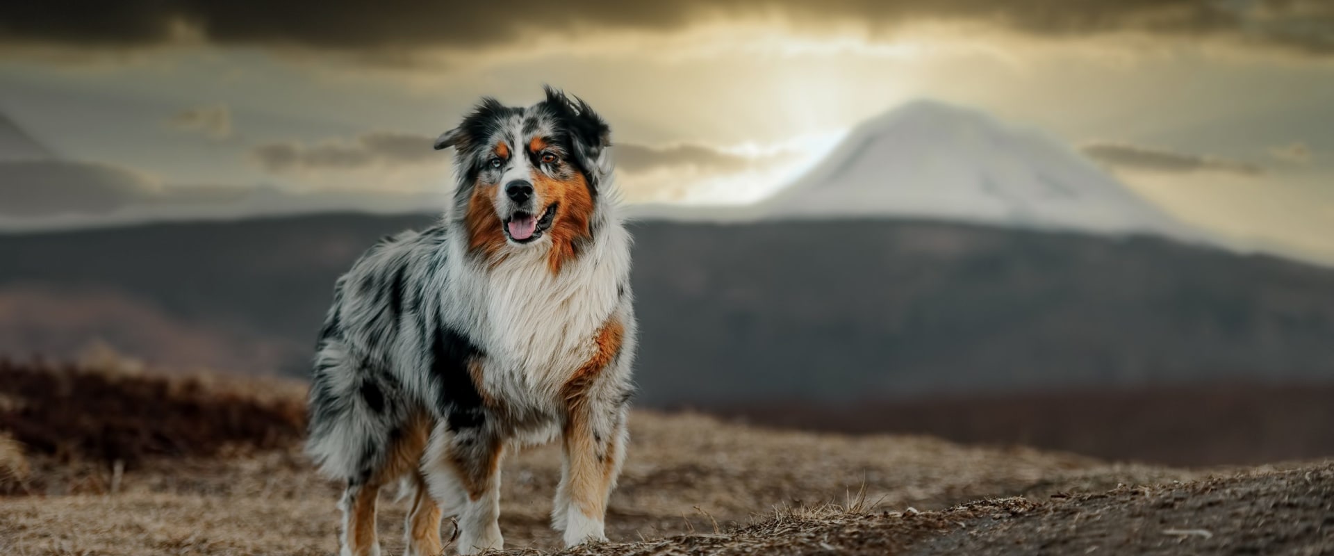 Are Australian Shepherds Good Family Pets?