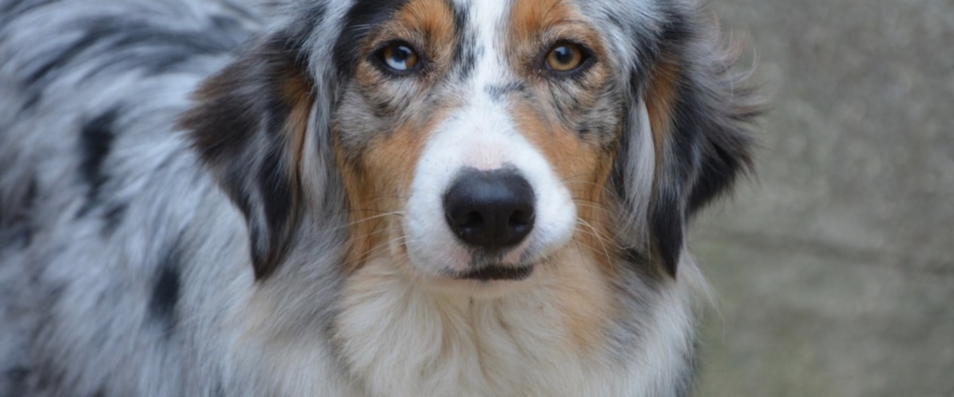 The Joys of Owning an Australian Shepherd: A Rewarding Experience