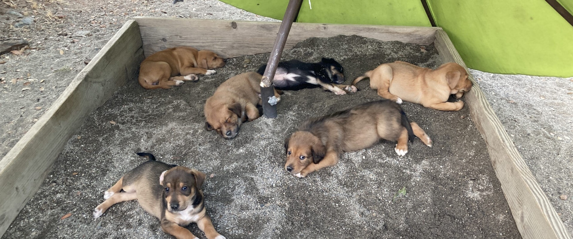 What Health Tests Should be Done Before Adopting an Australian Dog?