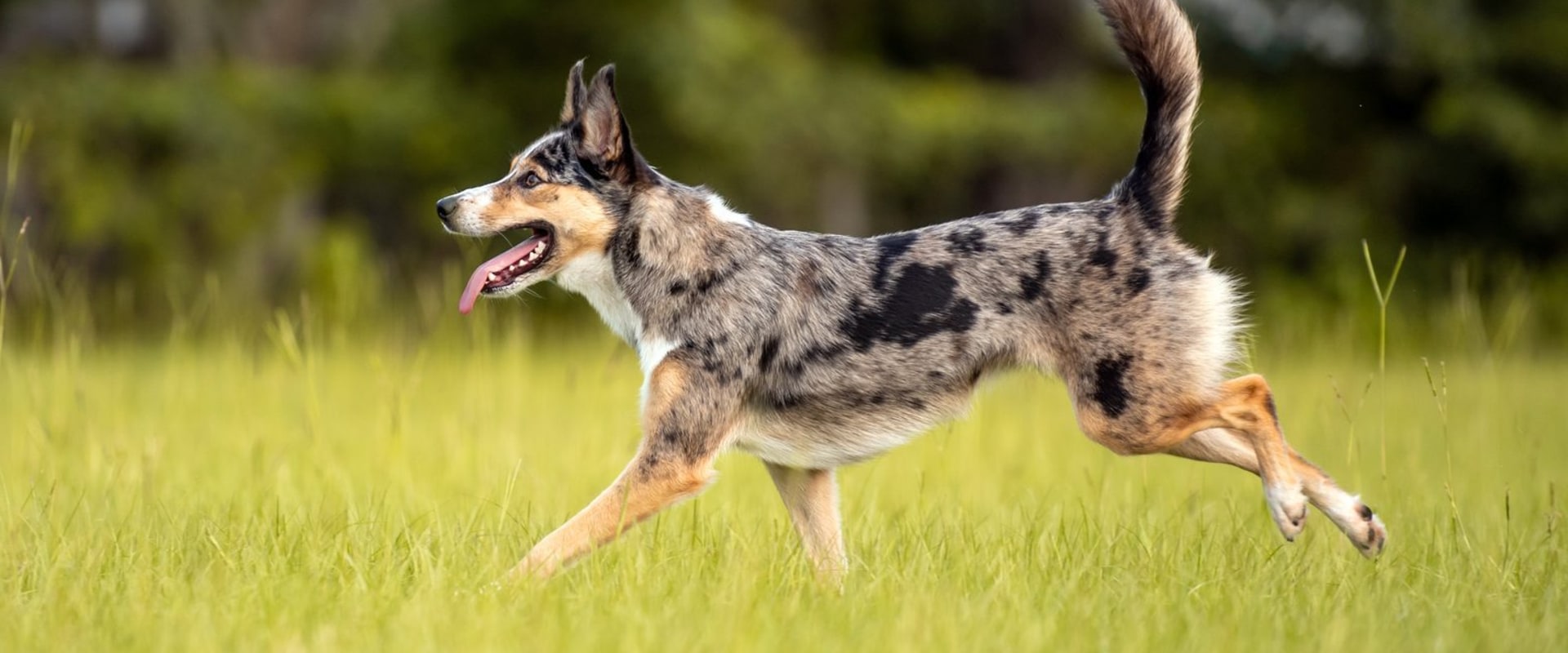 Australia's Canine Companions: A Close Look At Local Breeds