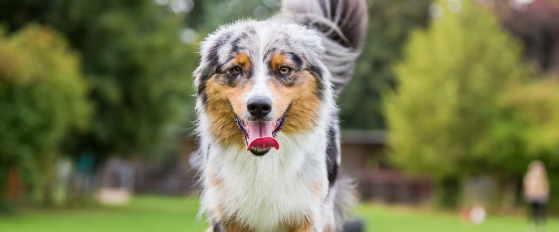 Are Australian Dogs Easy to Train? - A Guide for Dog Owners
