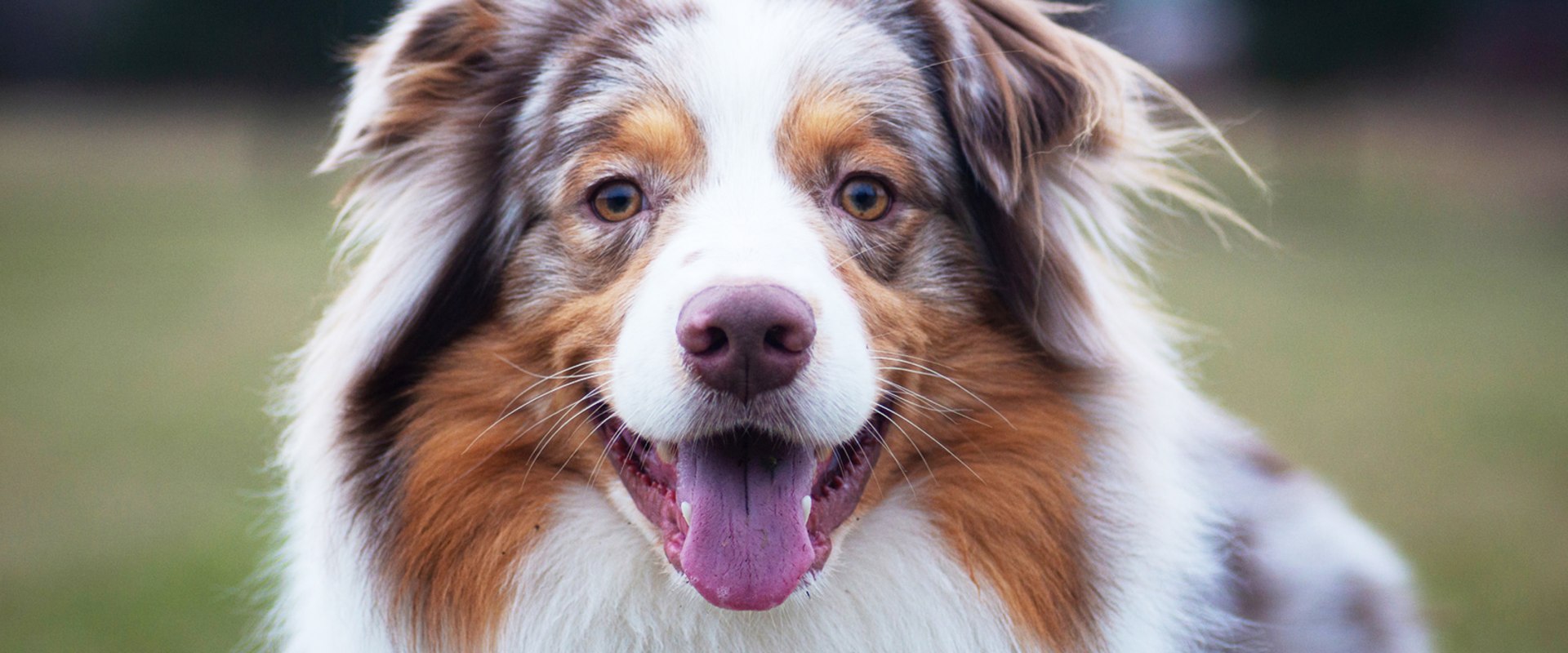 The Perfect Companion: All You Need to Know About Australian Shepherds