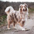 Do Australian Shepherds Need a Lot of Space to Exercise and Play?