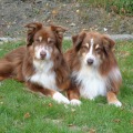 Caring for an Australian Dog's Coat: A Guide for Pet Owners
