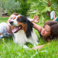 Why Australian Shepherds Make the Perfect Family Pet