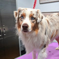 Should Australian Shepherds Be Groomed for Summer?