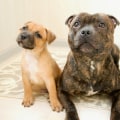 The Most Popular Breeds of Australian Dogs: A Guide for Dog Lovers
