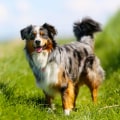 What is the Average Size of an Australian Dog?
