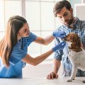 How Often Should an Adult Dog Visit the Vet for Checkups and Vaccinations?