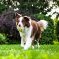 What Climate is Best for an Australian Dog to Live Comfortably?
