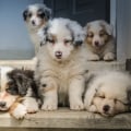 How Much Does an Australian Retriever Cost? A Comprehensive Guide