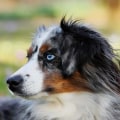 What Dog Sports are Best Suited for Australian Breeds?