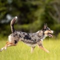 What Are the Best Breeds of Australian Dogs for Different Activities and Lifestyles?