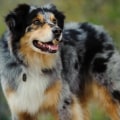 Do Australian Shepherds Need a Lot of Attention from Their Owners?