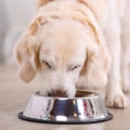 How Much Food Should an Average-Sized Adult Australian Dog Eat Per Day?