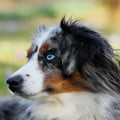 Do Australian Shepherds Shed a Lot?