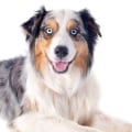 What Can Owners Expect from a Properly Trained and Socialized Adult Australian Dog?