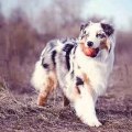 Socializing Australian Shepherds: The Benefits of Early Training and Socialization