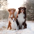 How Much Does an Adorable Australian Retriever Cost?