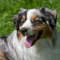 Are Australian Shepherds Prone to Certain Health Issues?