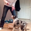 Is 12 old for an australian shepherd?