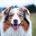 What is the Average Lifespan of an Australian Dog?