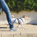 The Importance Of Exercise And Mental Stimulation For Australian Dogs