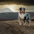 Do Australian Cattle Dogs Have Different Dietary Needs?