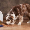 What Should Australian Shepherds Eat? - A Comprehensive Guide