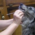 Health Tests for Australian Shepherds: What You Need to Know