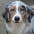 The Joys of Owning an Australian Shepherd: A Rewarding Experience