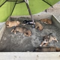 What Health Tests Should be Done Before Adopting an Australian Dog?