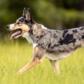 Australia's Canine Companions: A Close Look At Local Breeds