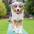 Are Australian Dogs Easy to Train? - A Guide for Dog Owners