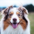 The Perfect Companion: All You Need to Know About Australian Shepherds