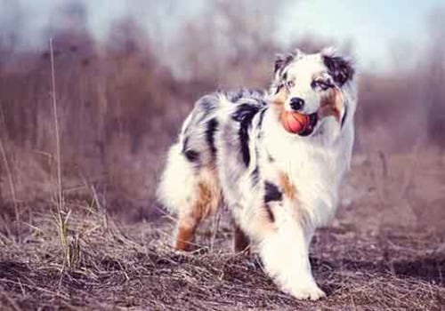 Training Your Australian Shepherd: Tips and Techniques for Success