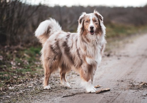 Do Australian Shepherds Need a Lot of Space to Exercise and Play?